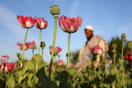 سازمان ملل: برنامه‌های طالبان برای کاهش تولید تریاک در افغانستان موفقیت‌آمیز بود